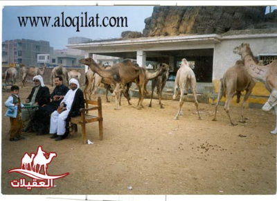 لقطة شاشة 2026 02 24 163455