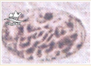 لقطة شاشة 2026 02 25 102341