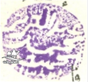 لقطة شاشة 2026 02 25 102407