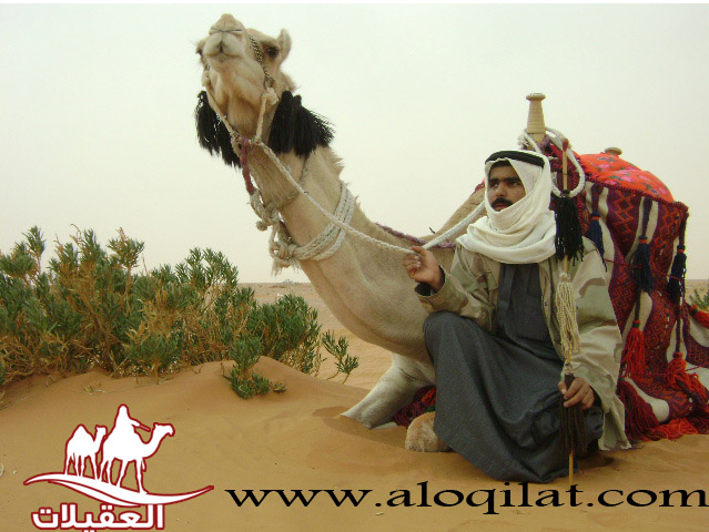 صور أحفاد العقيلات لقطة شاشة 2026 02 25 155104